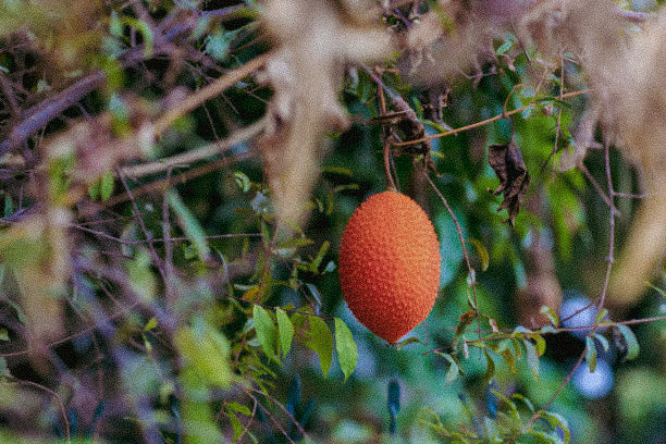 Gâc: The Mother of All Superfruits for Radiant Skin