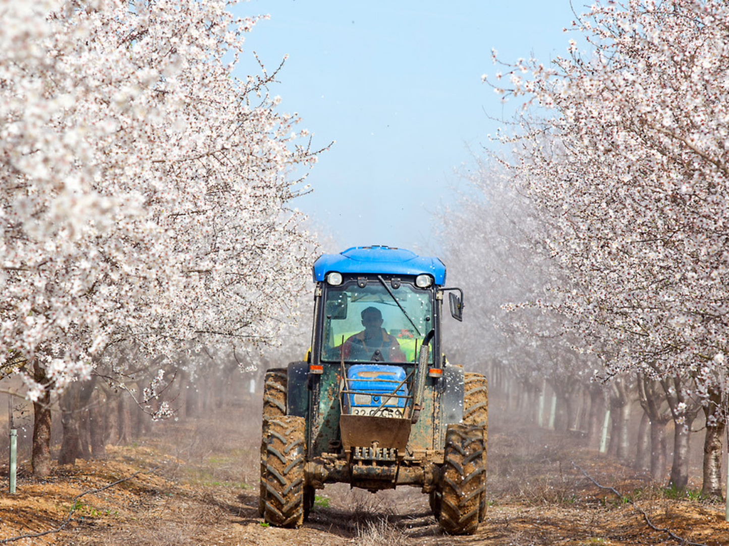 Organic Almond Oil Saucha