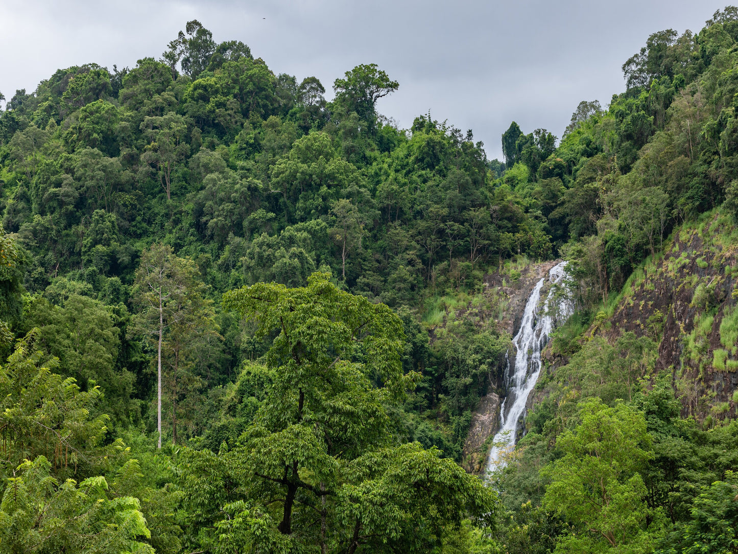 Chiang Rai Forest | Saucha.co